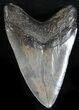 Large Megalodon Tooth - South Carolina #30659-2